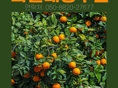 과일 대량 주문·공동구매 안내